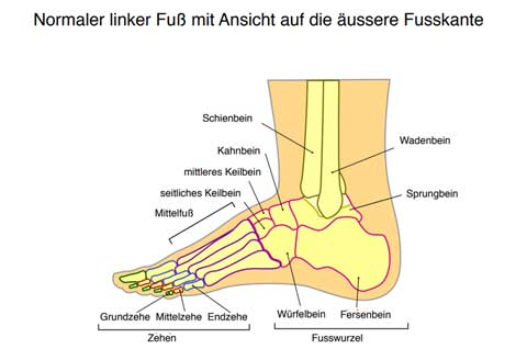Längs- und Quergewölbe | Fuß, Füße, Sprunggelenk, Zehen, Fußanatomie, Lüneburg